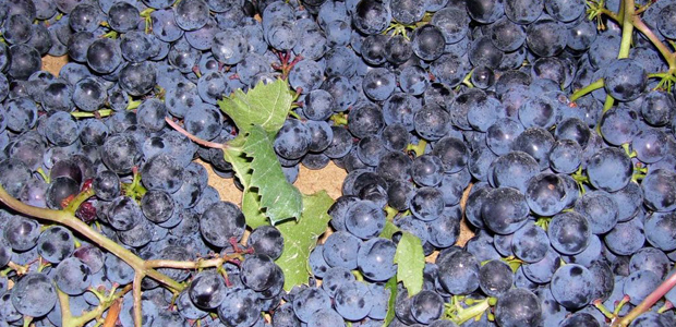 Dolcetto Sifalcia